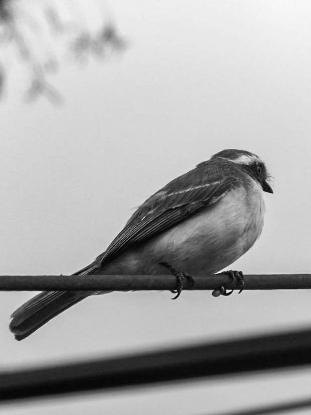 birds - B&W-2.jpg