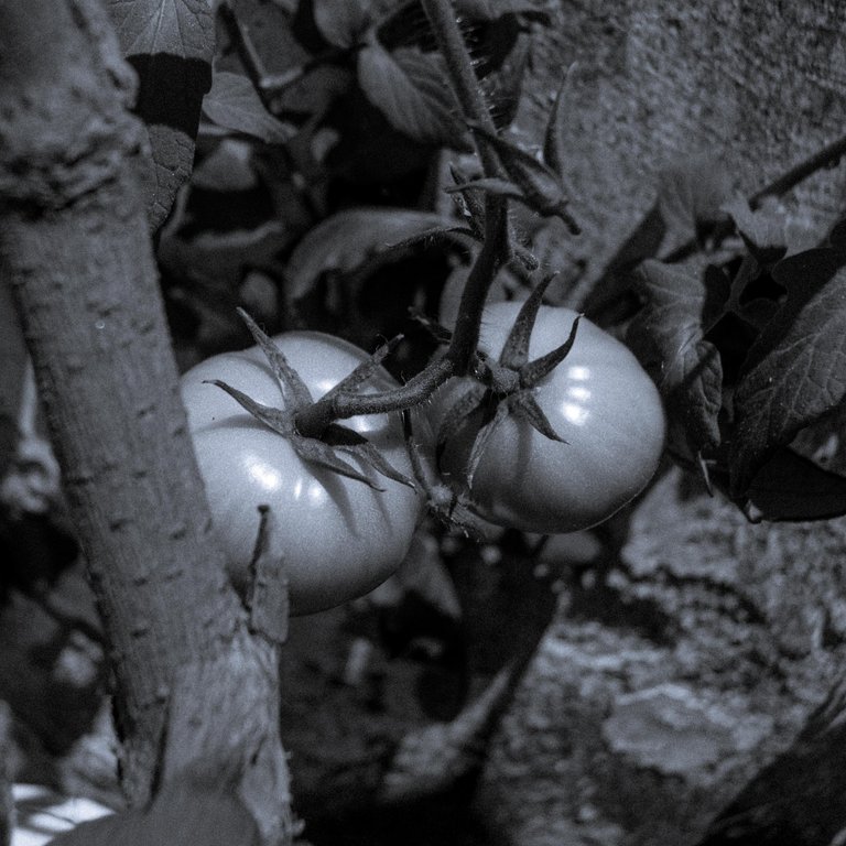 Tomate_B&W-1.jpg