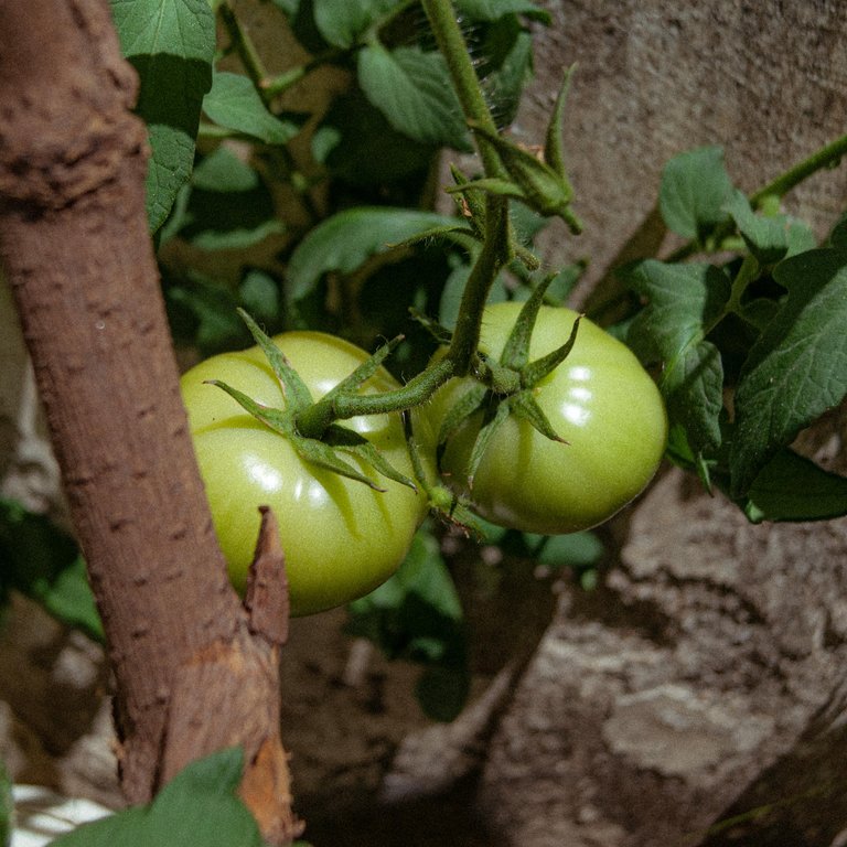 Tomate_Color-1.jpg