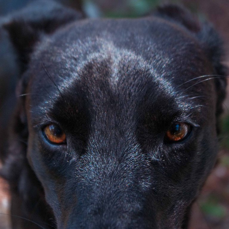 Black dog-10.jpg