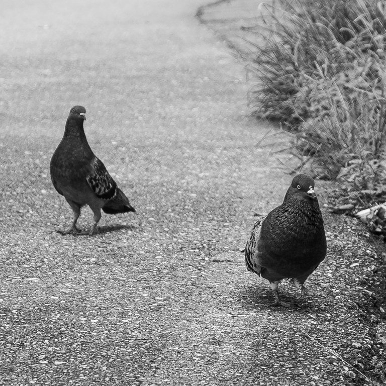 Palomas - B&W-3.jpg