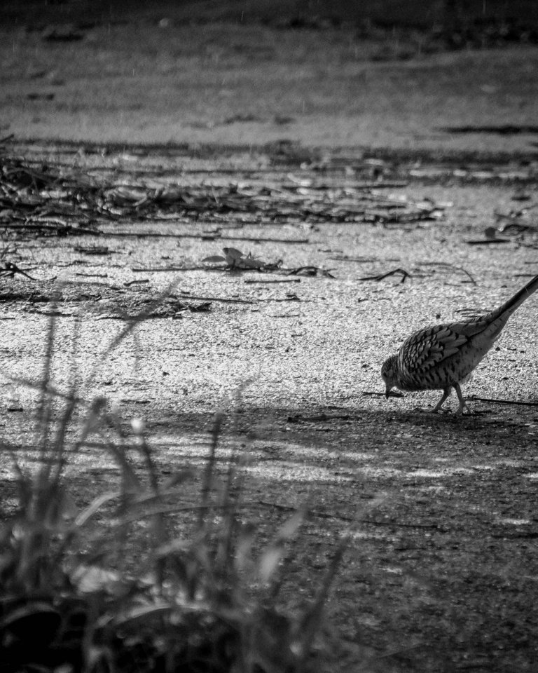 Bird - B&W-2.jpg