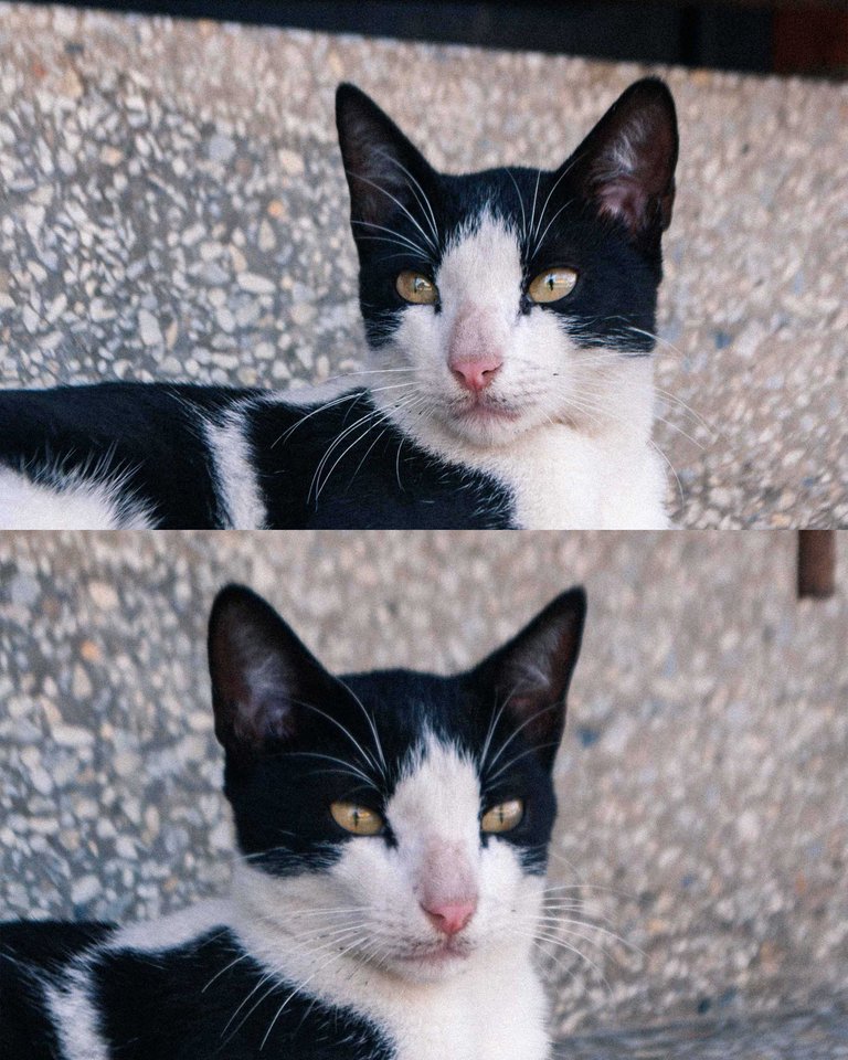 Catsitonew-7.jpg