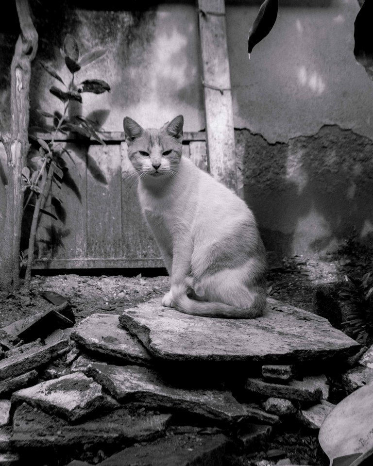 SC-BW-2.jpg