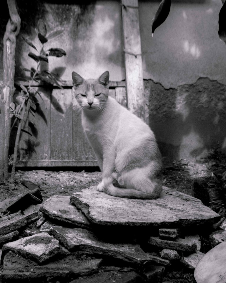 SC-BW-1.jpg