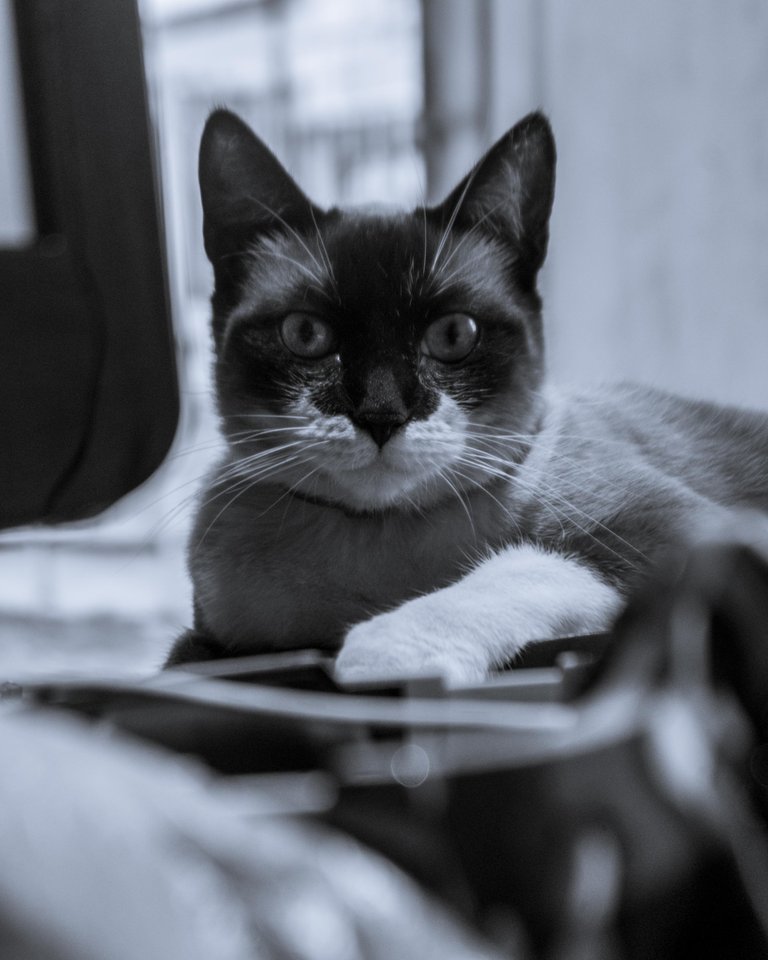 Yuumi B&W-8.jpg