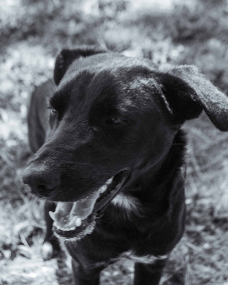 Black dog-2.jpg