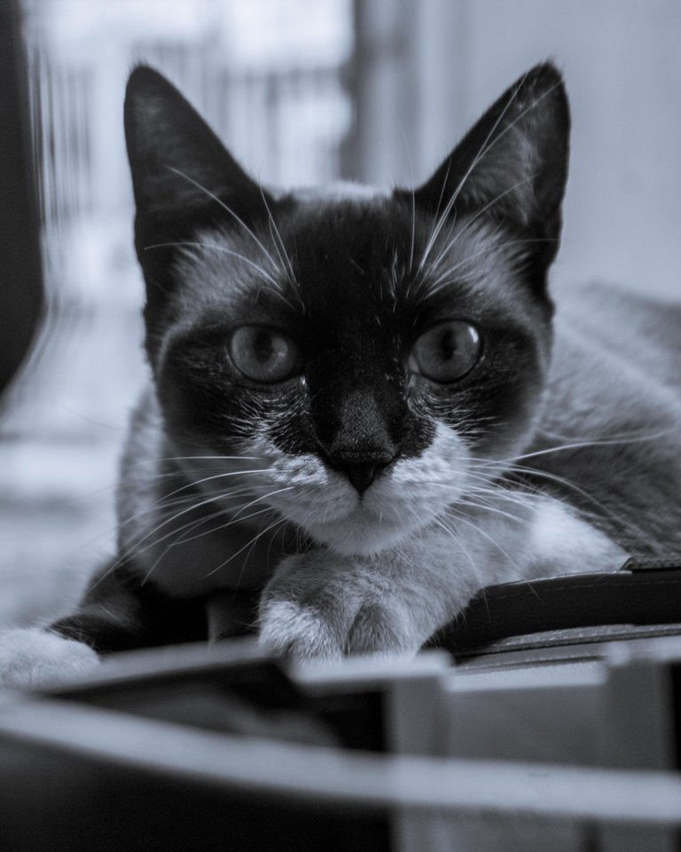 Yuumi B&W-3.jpg