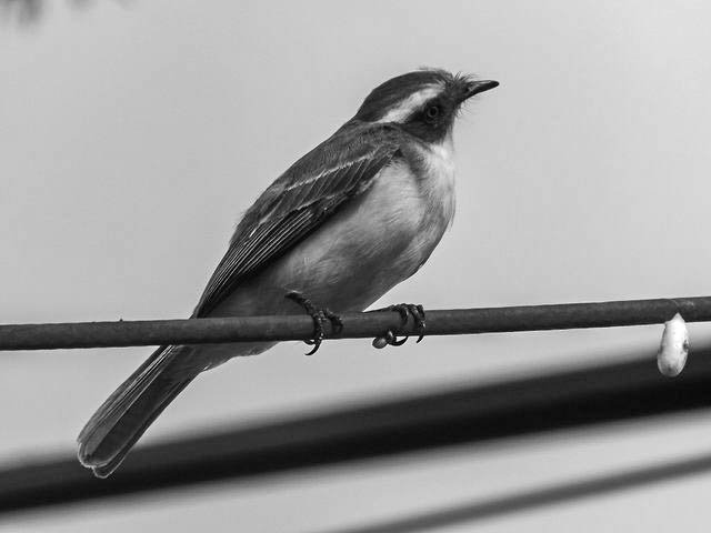 birds - B&W-7.jpg