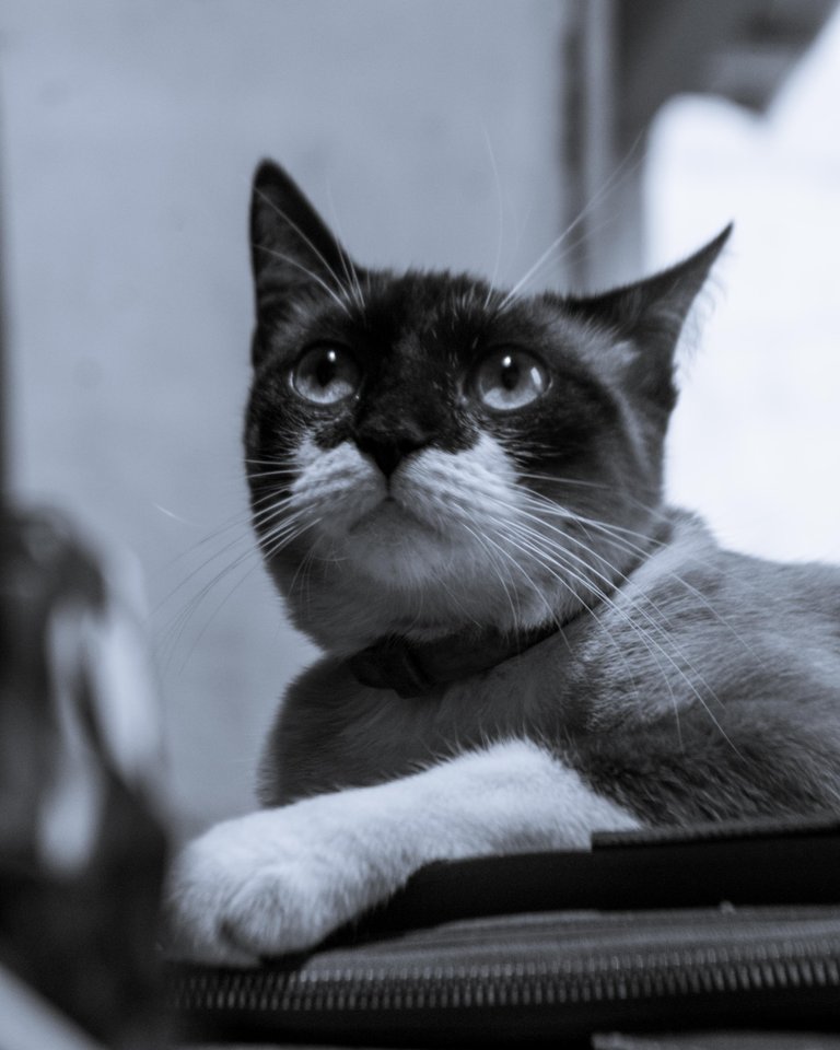 Yuumi B&W-7.jpg