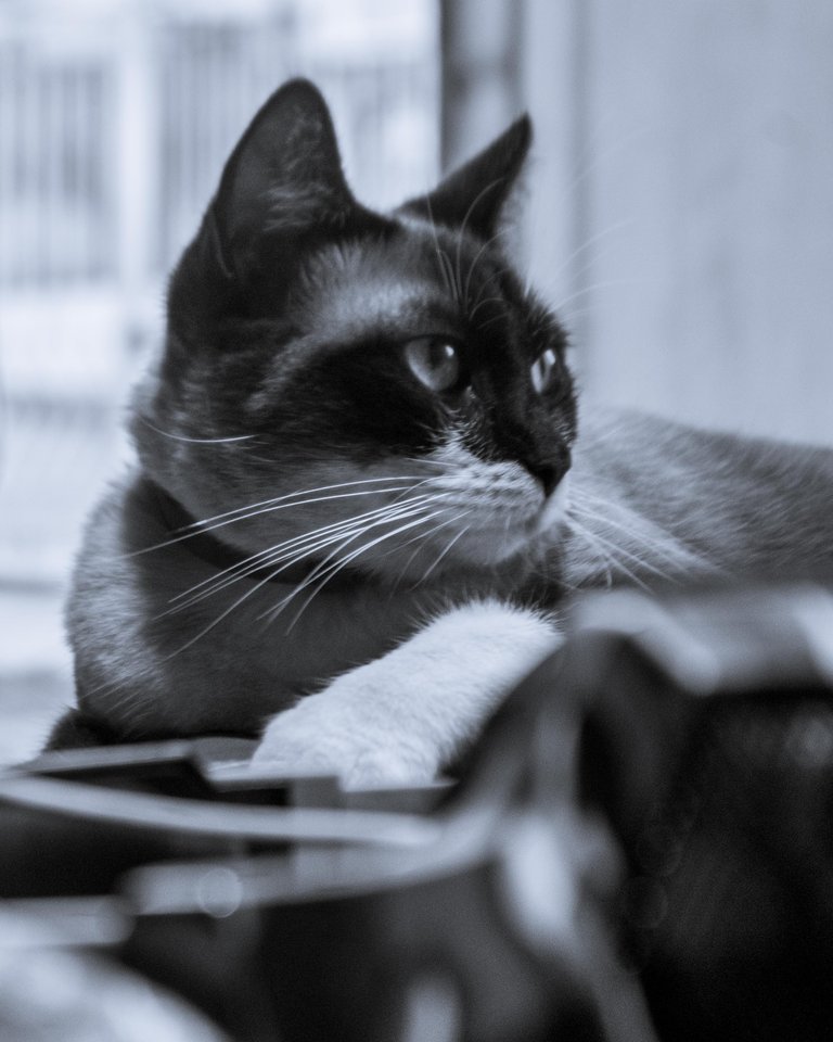Yuumi B&W-9.jpg