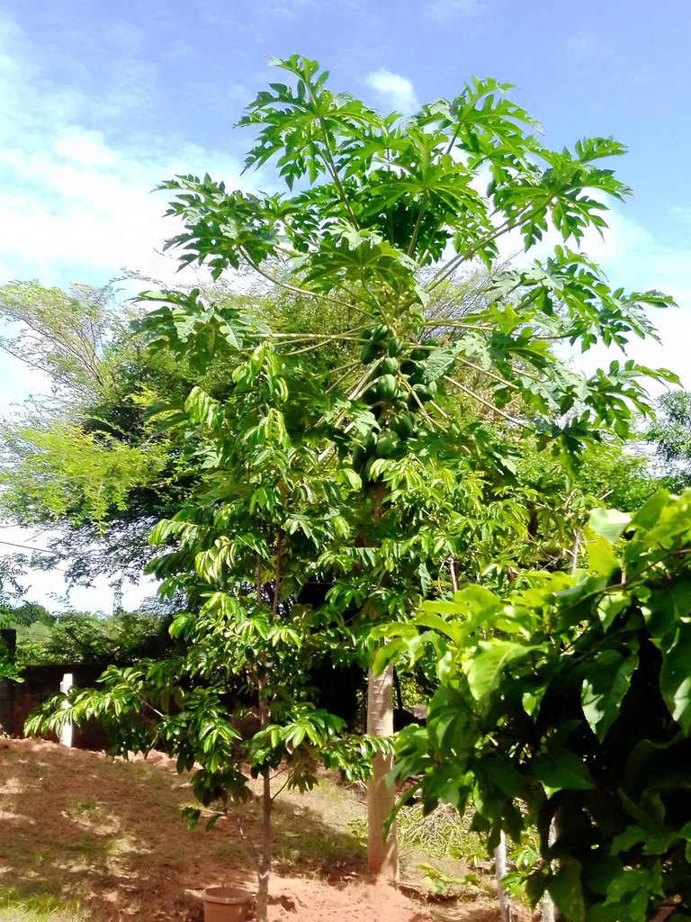 Papaya big.jpg