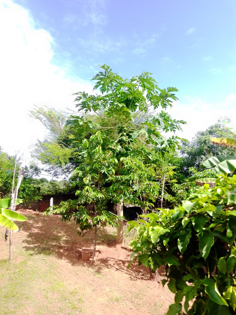 Papaya big1.jpg