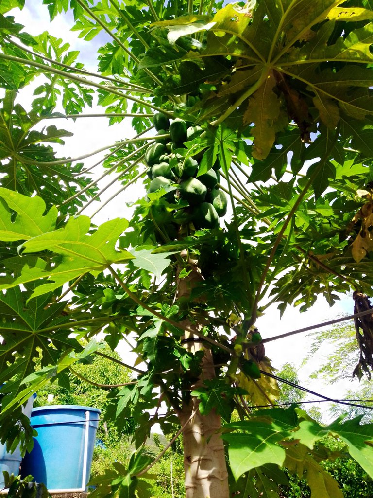Papaya big 2.jpg