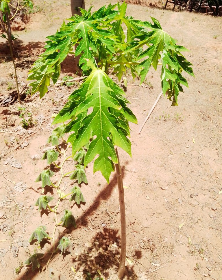 Papaya small.jpg