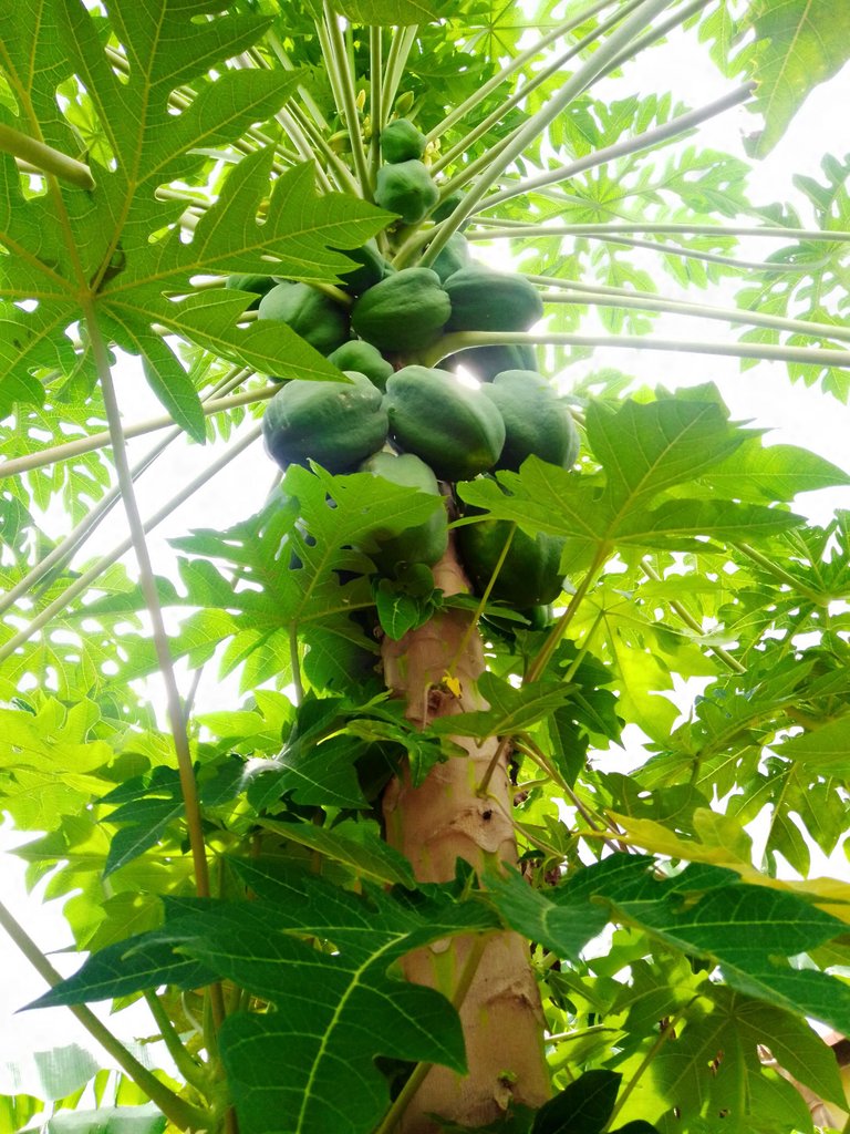 Frutos y flores.jpg