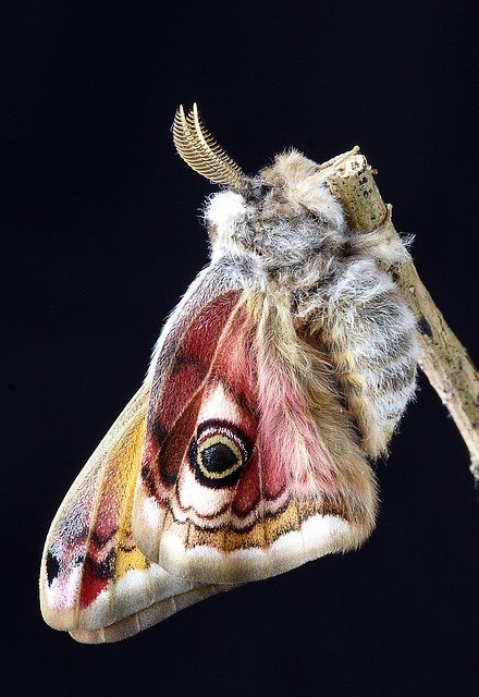 moth3961840_640.jpg