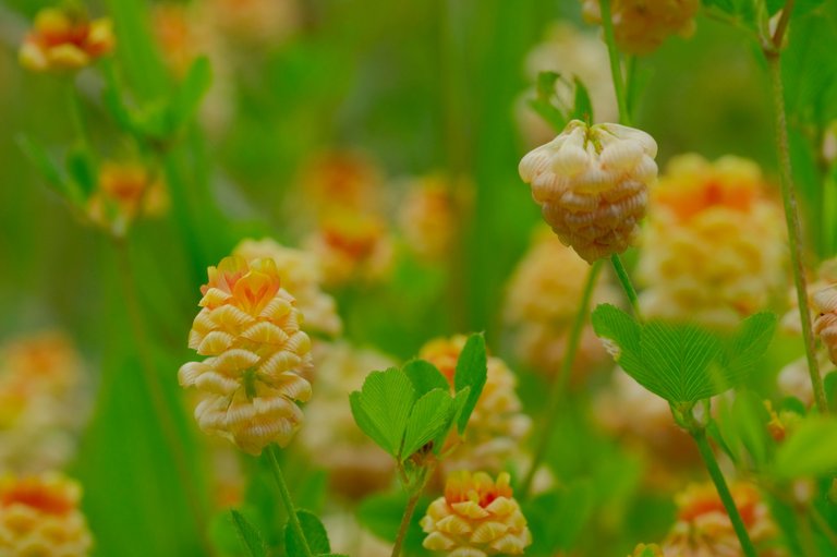 trifolium campestre