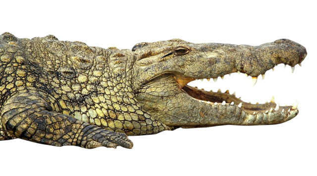 Crocodile - 640x355.png