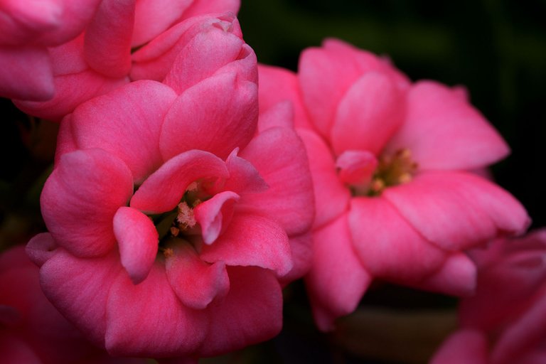 kalanchoe