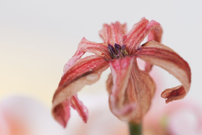 dried hyacinth