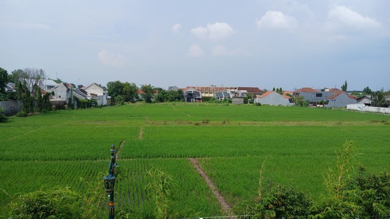 the small plot of rice field