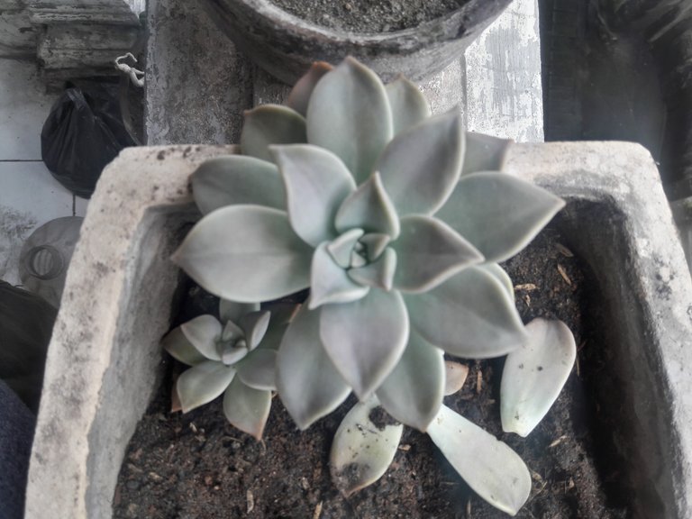 moresucculent2.jpg