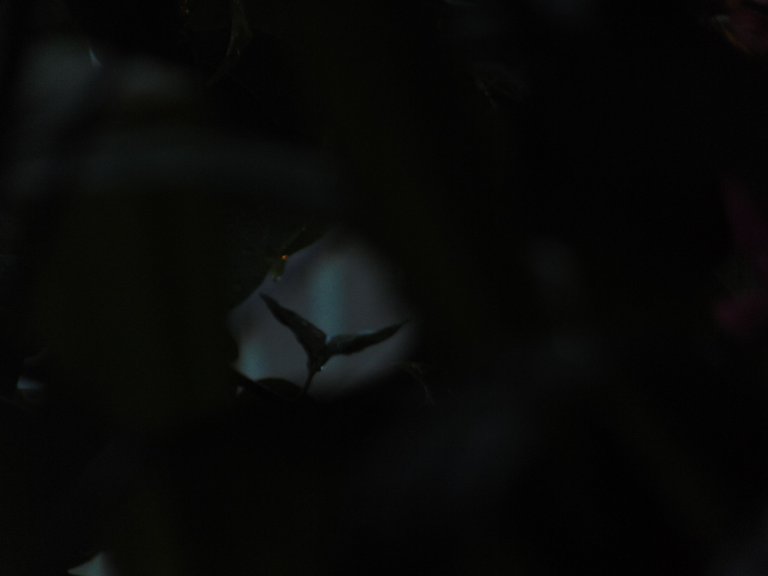DSC06213.JPG