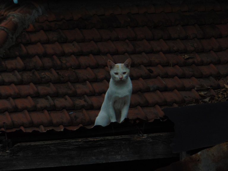 DSC04722.JPG