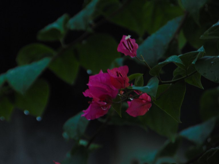 DSC06623.JPG