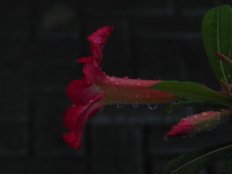 DSC06216.JPG