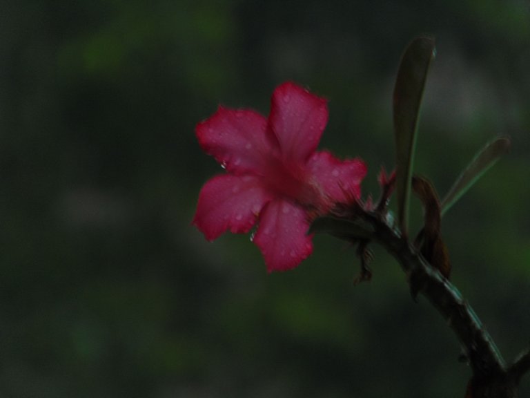 DSC06187.JPG