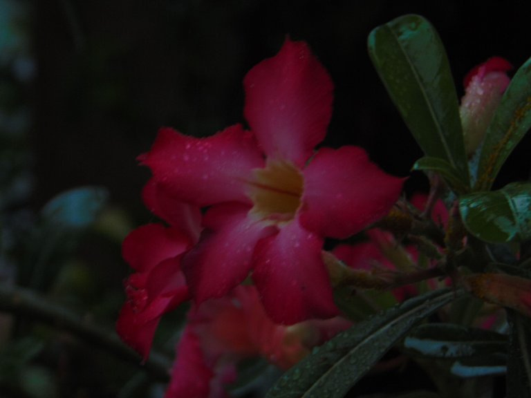 DSC06217.JPG