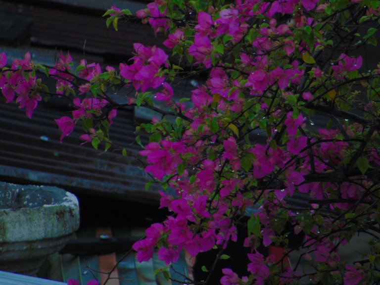 DSC06622.JPG