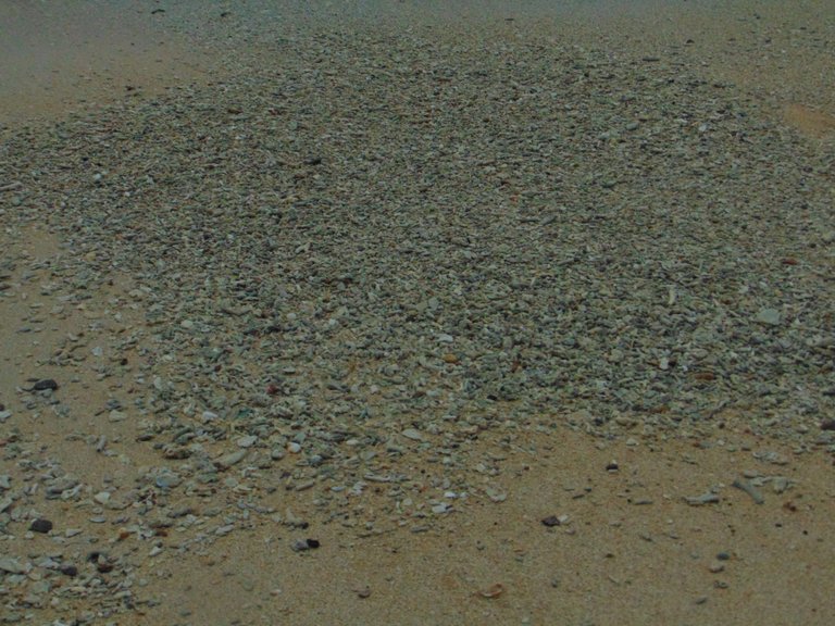 DSC08931.JPG
