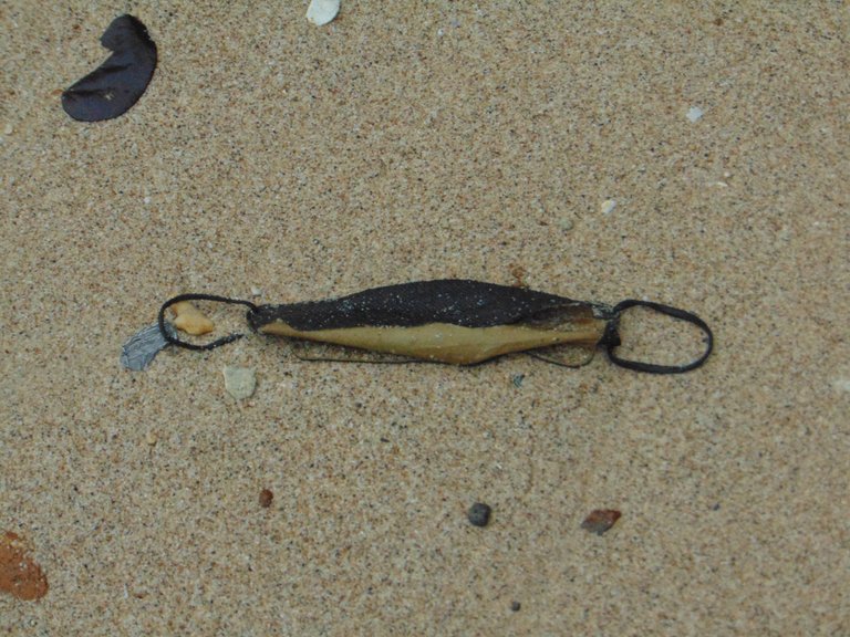 DSC08915.JPG