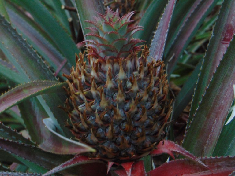 DSC03688.JPG