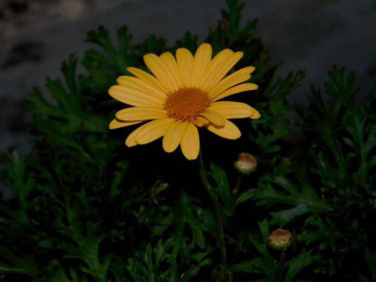 DSC07515.JPG
