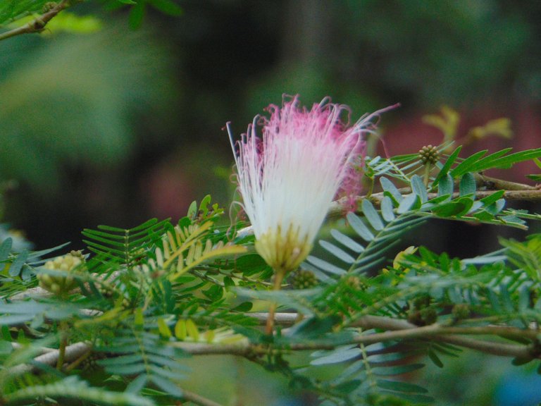DSC07254.JPG
