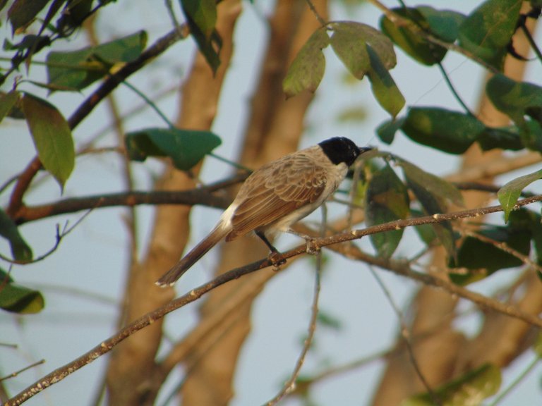 DSC07345.JPG