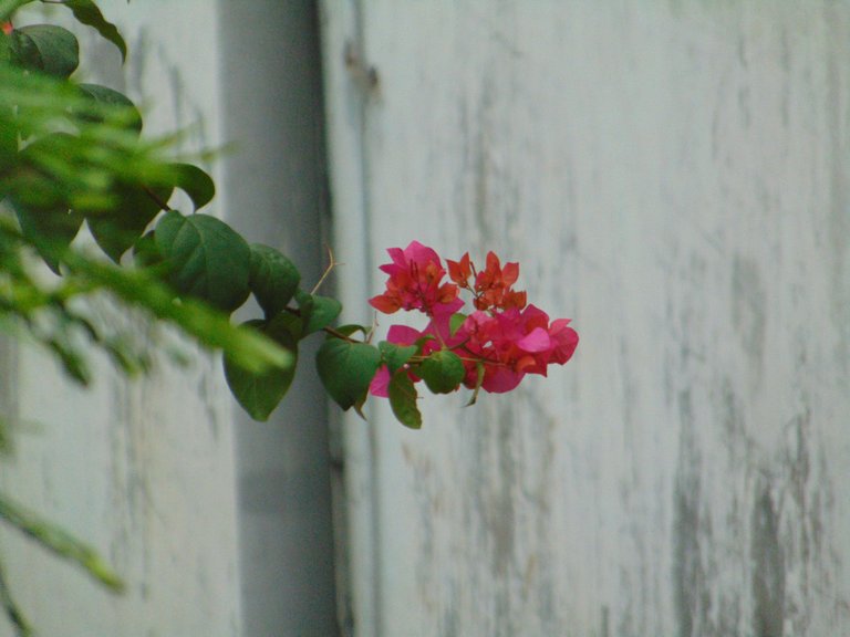 DSC07152.JPG