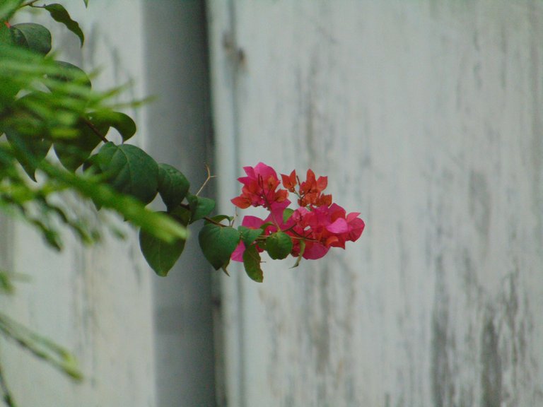 DSC07151.JPG