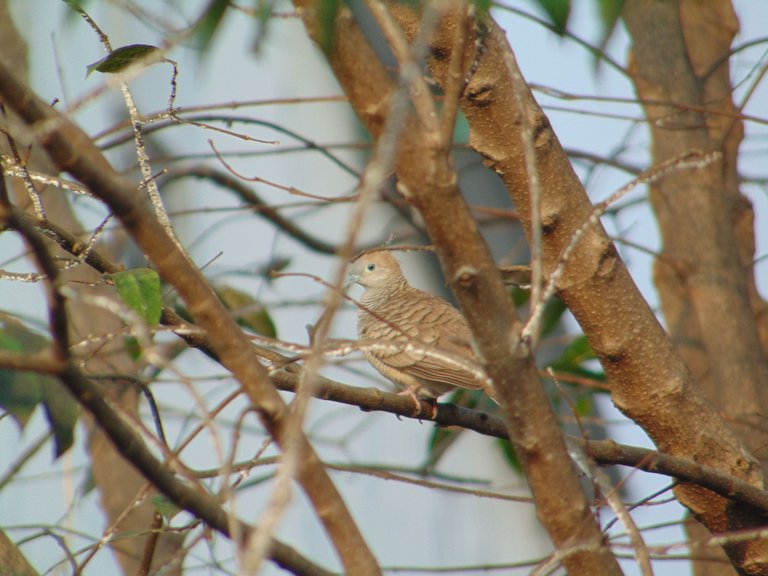 DSC07341.JPG