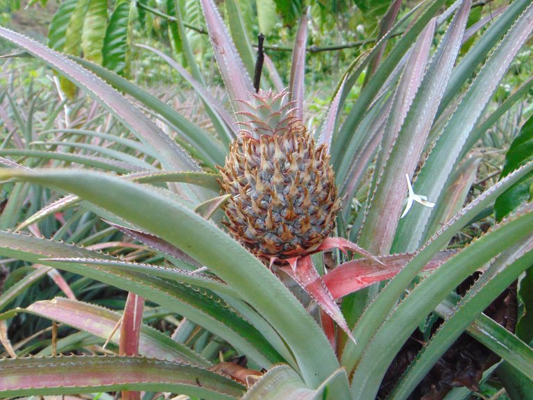 DSC03691.JPG