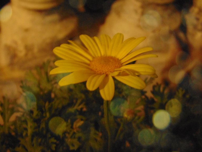 DSC07512.JPG