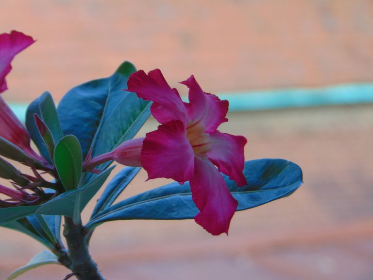 DSC07339.JPG
