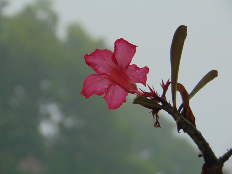 DSC06371.JPG