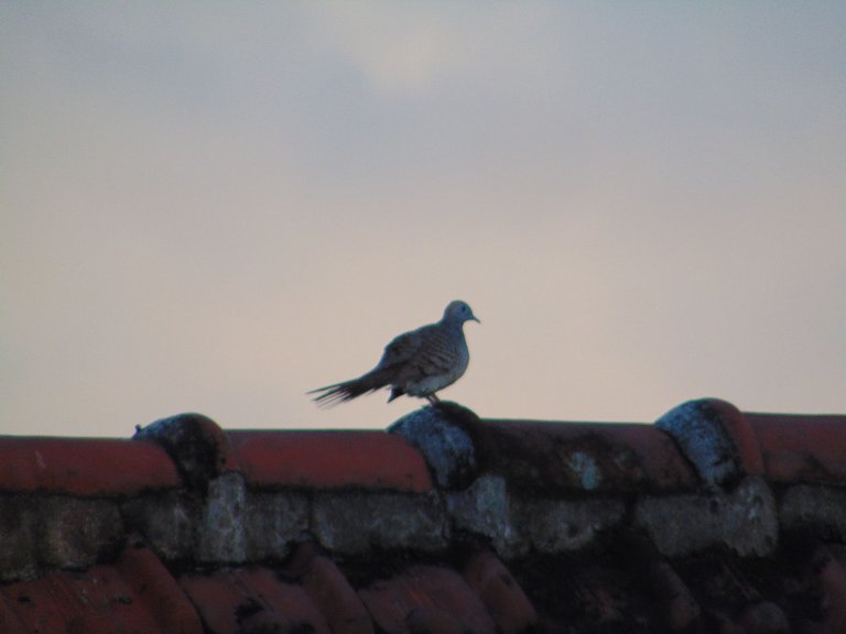 DSC06609.JPG