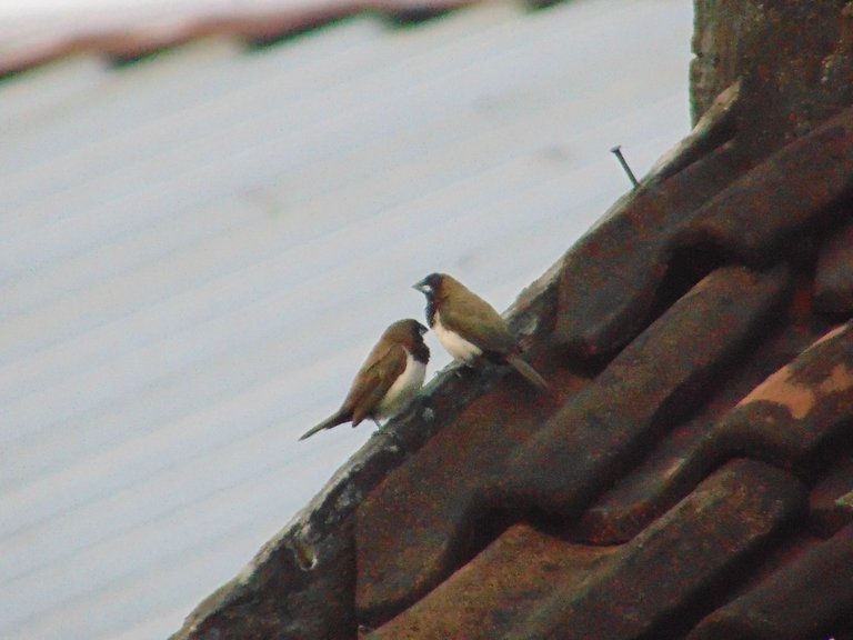 DSC07019.JPG
