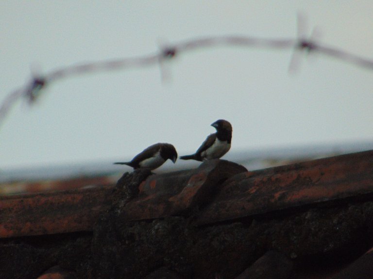 DSC07499.JPG